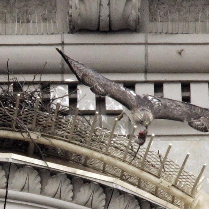 Pale Male, red-tailed hawk who nested above NYC's Fifth Avenue for 30 years, dies at 33